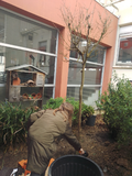 Galerie photo Planter l'arbre de Françoise